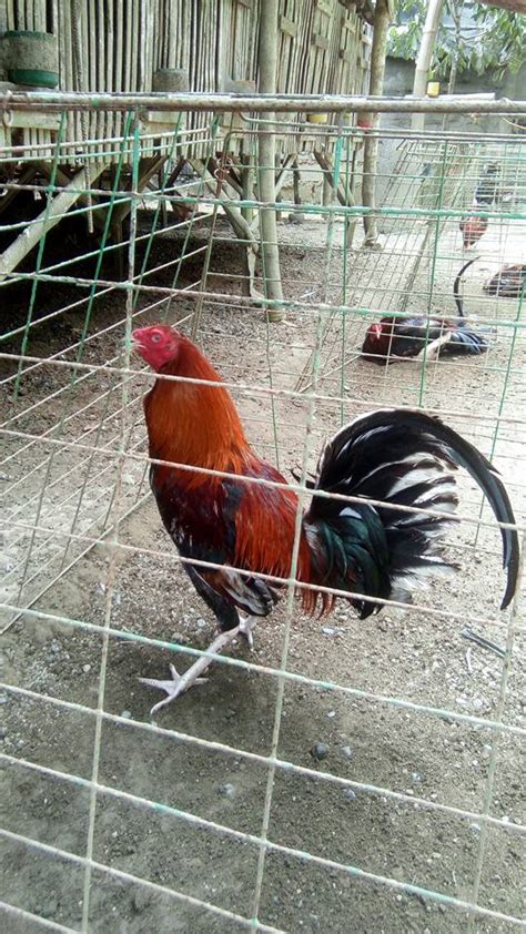 texas manok panabong for sale philippines